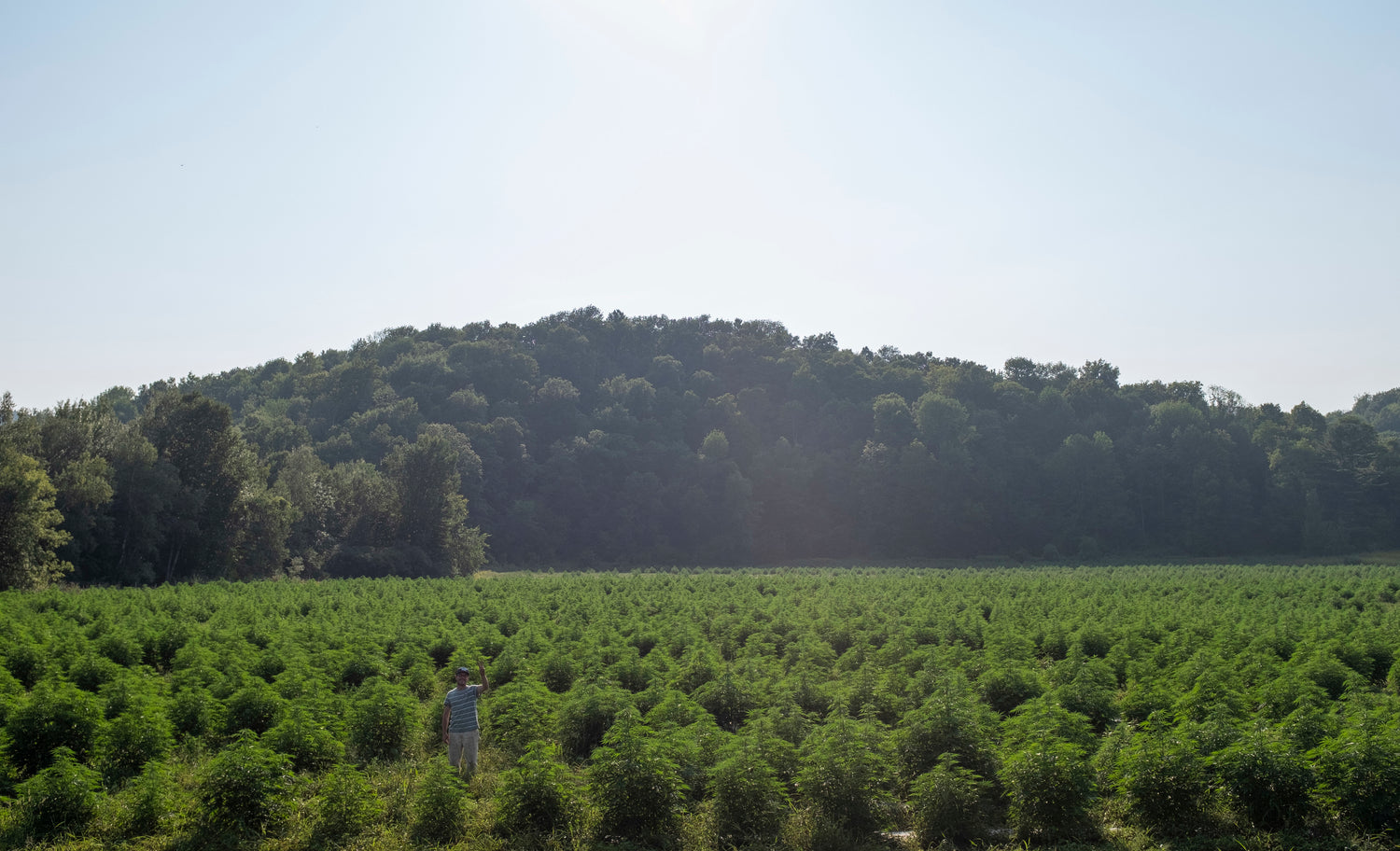 hemp field with a man standing in the middle