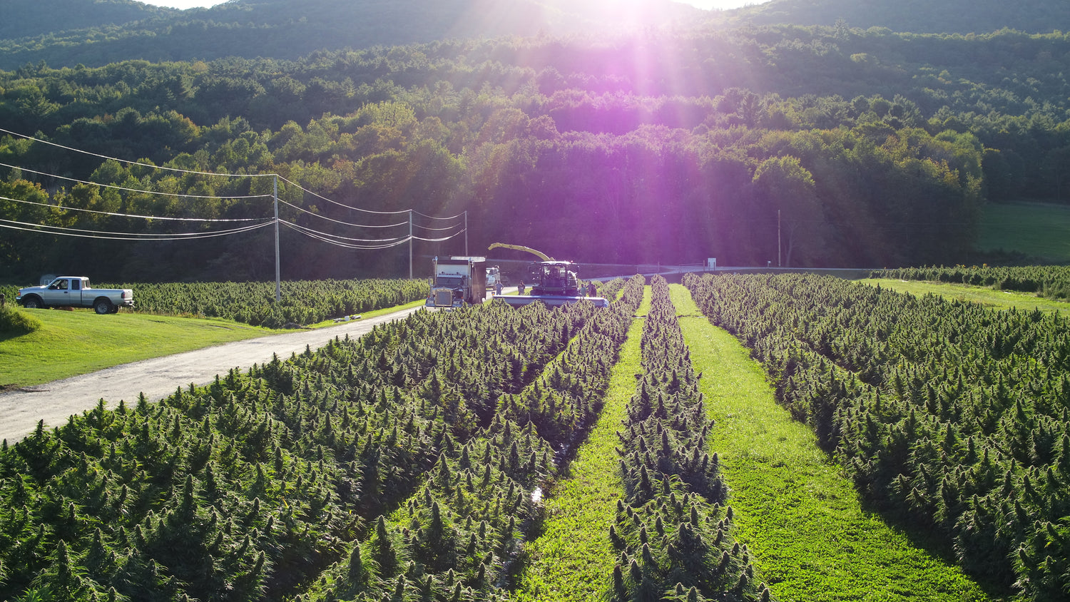 large scale harvest of cbd and cbg hemp with hemp harvesting equipment on the sunnyside of the meadow 