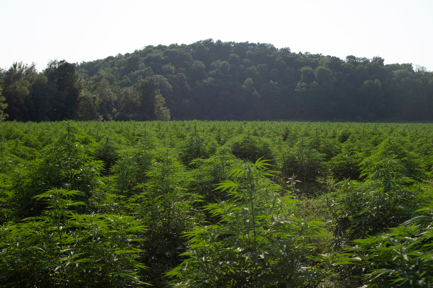 hemp field grown for cbd and other extracts